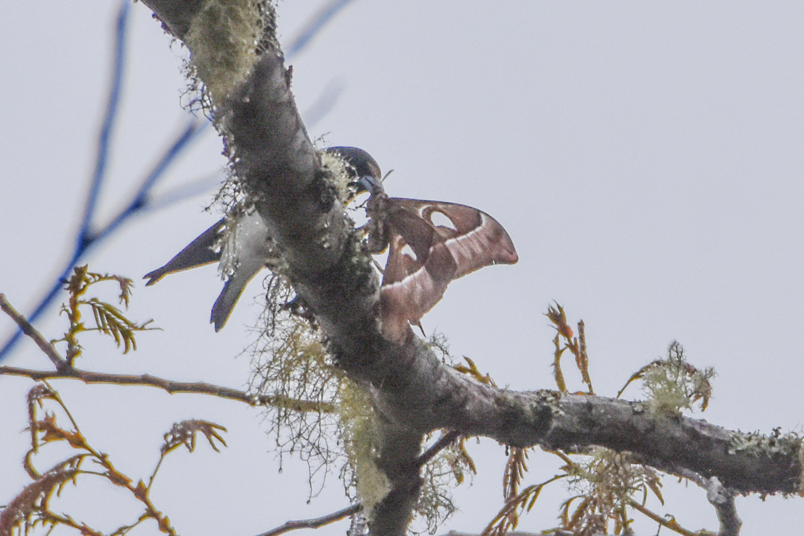 Great Woodswallow (Artamus maximus), photo 9