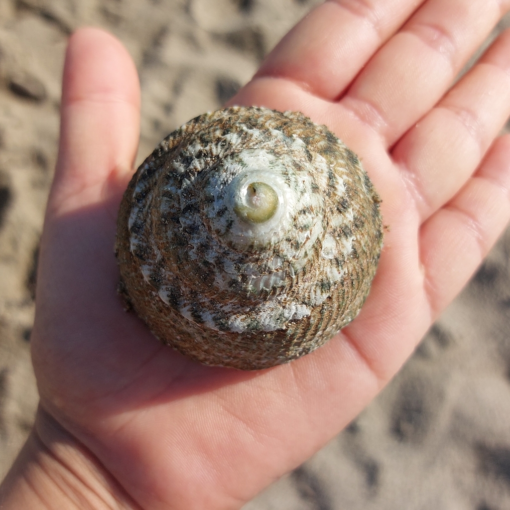 Uvanilla olivacea