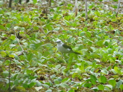 Fluvicola albiventer