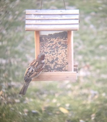 Passer domesticus