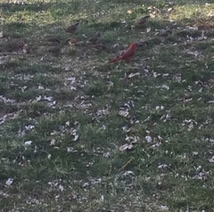 Cardinalis cardinalis