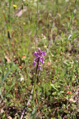 Anacamptis morio