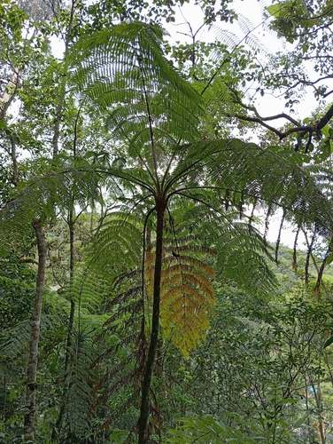 Cyathea hirsuta
