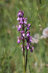 Anacamptis morio