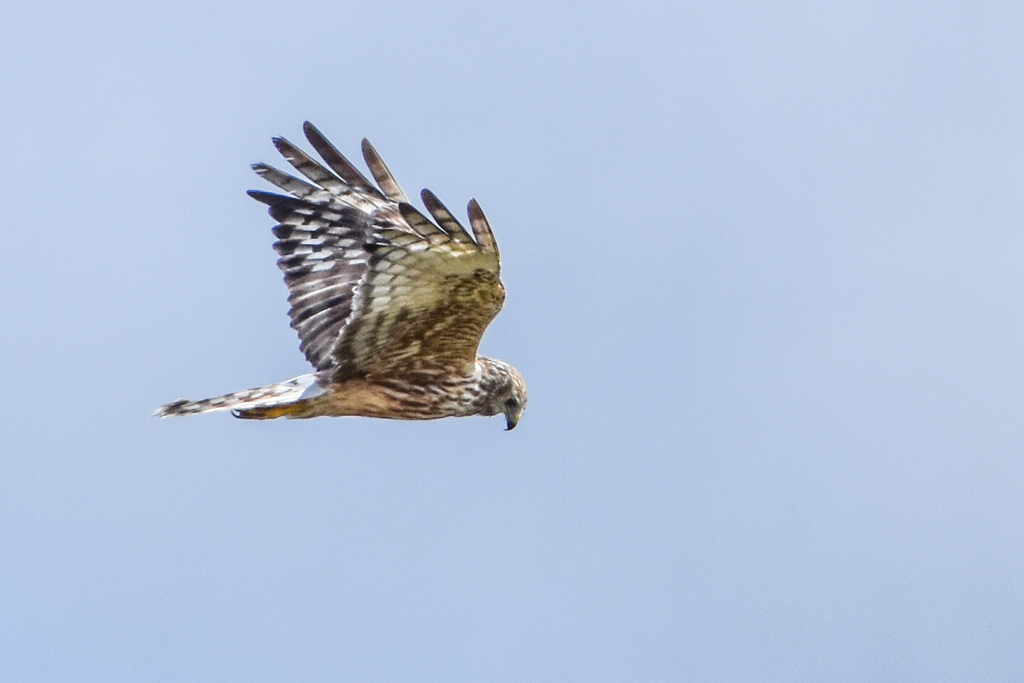 Papuan Harrier (Circus spilothorax) photo