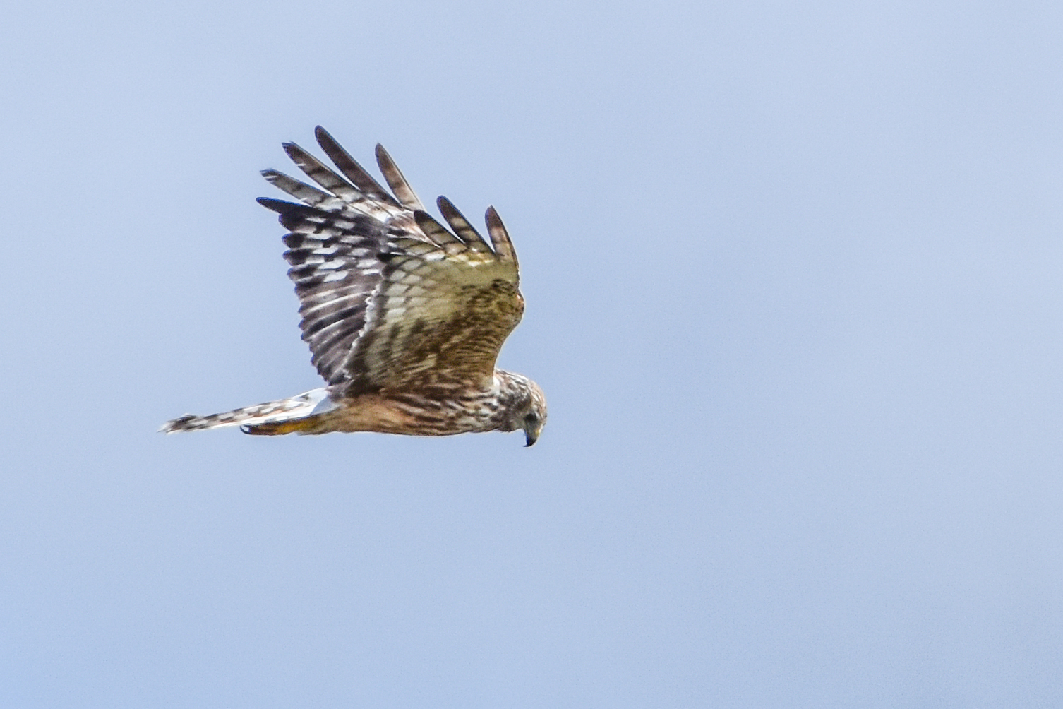 Papuan Harrier illustration