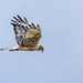 Papuan Harrier - Photo (c) Jay Pruett, some rights reserved (CC BY-NC), uploaded by Jay Pruett