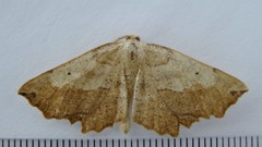Euchlaena obtusaria