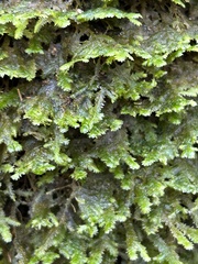 Neckera pennata image