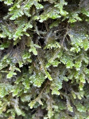 Neckera pennata image