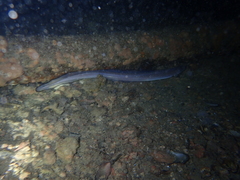 Conger wilsoni