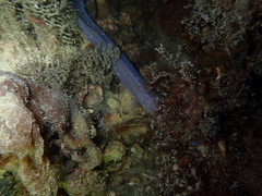 Conger wilsoni
