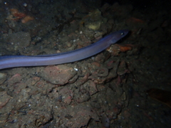 Conger wilsoni