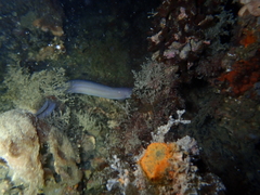 Conger wilsoni