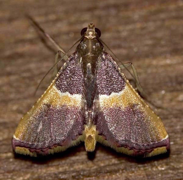 Endotricha mesenterialis