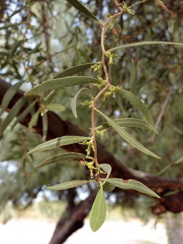 Struthanthus palmeri (Struthanthus palmeri)