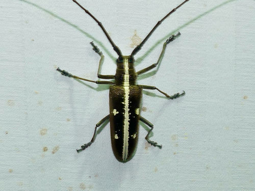 Taeniotes iridescens