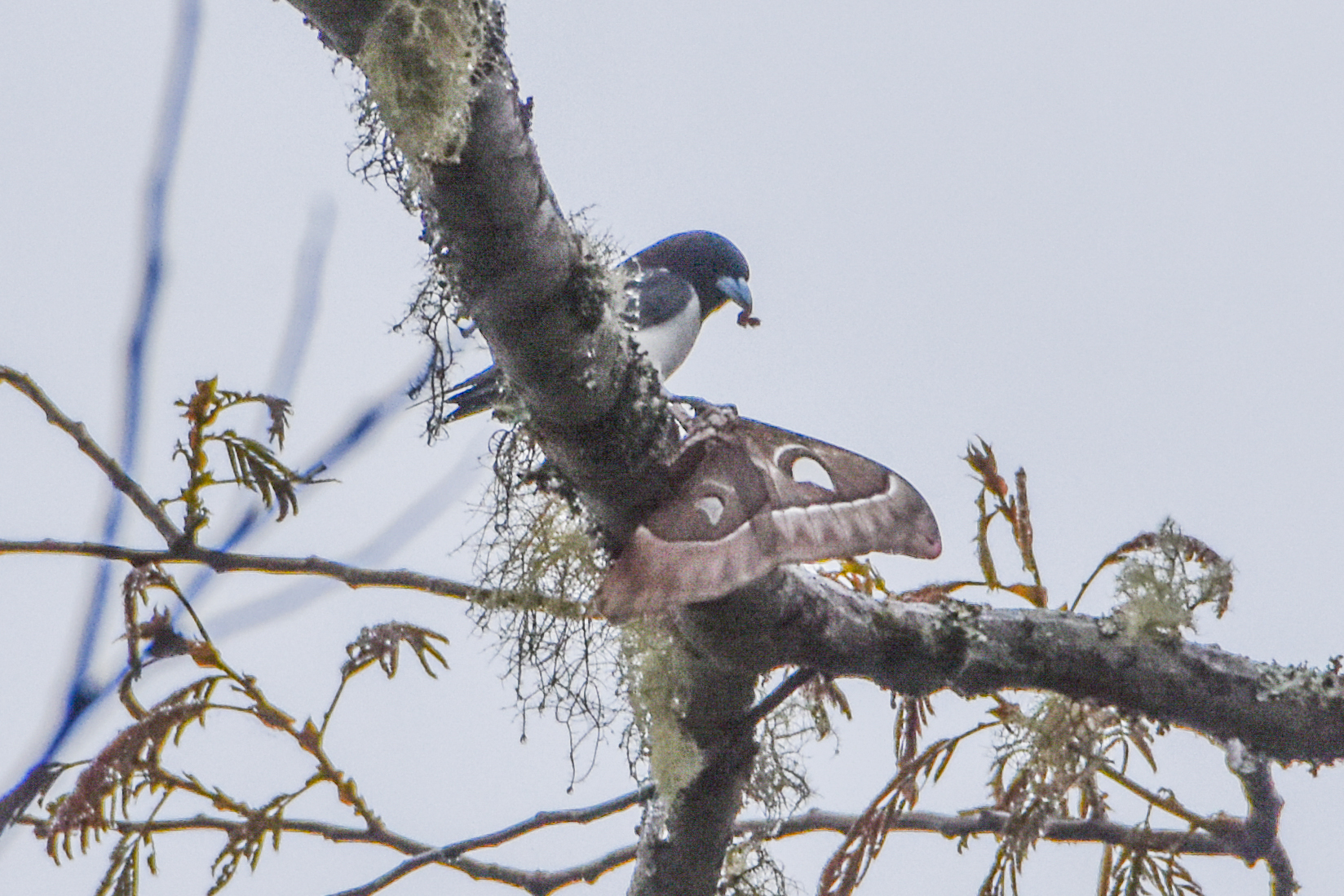 Great Woodswallow (Artamus maximus), photo 10