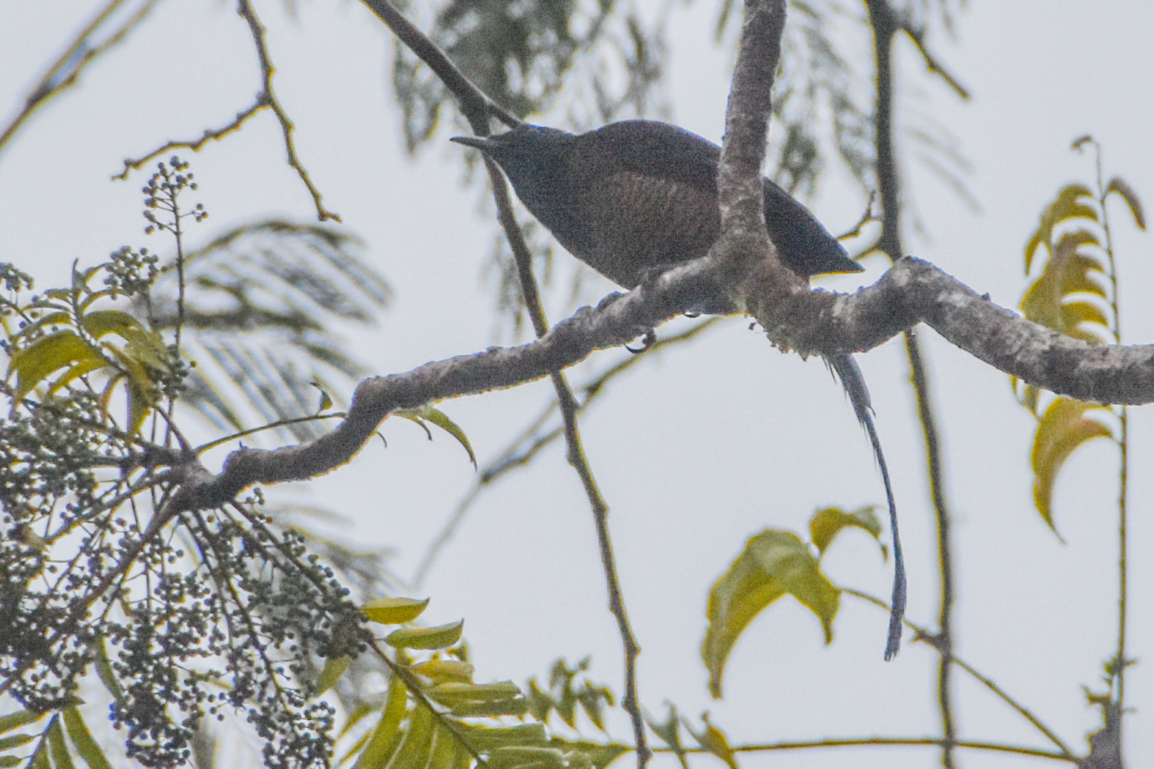 Princess Stephanie's Astrapia (Astrapia stephaniae), photo 6
