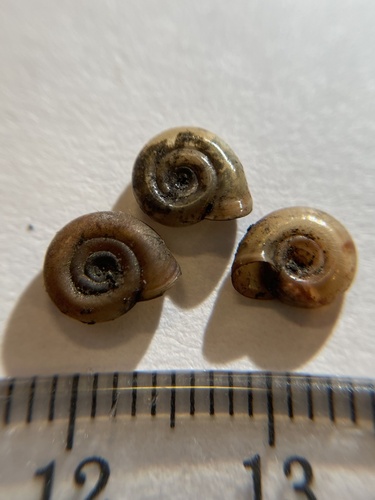 Thicklip Ramshorn