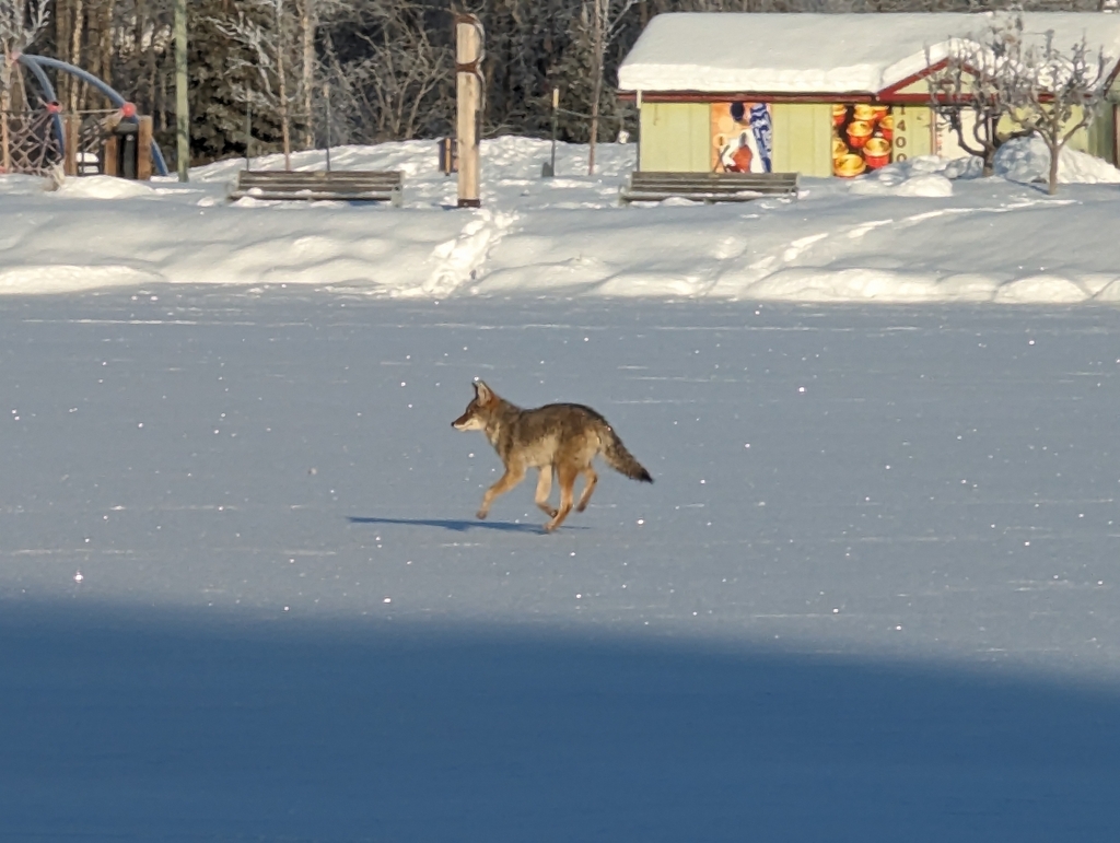 Coyote from South Addition, Anchorage, AK, USA on November 19, 2023 at