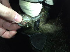 Procambarus simulans