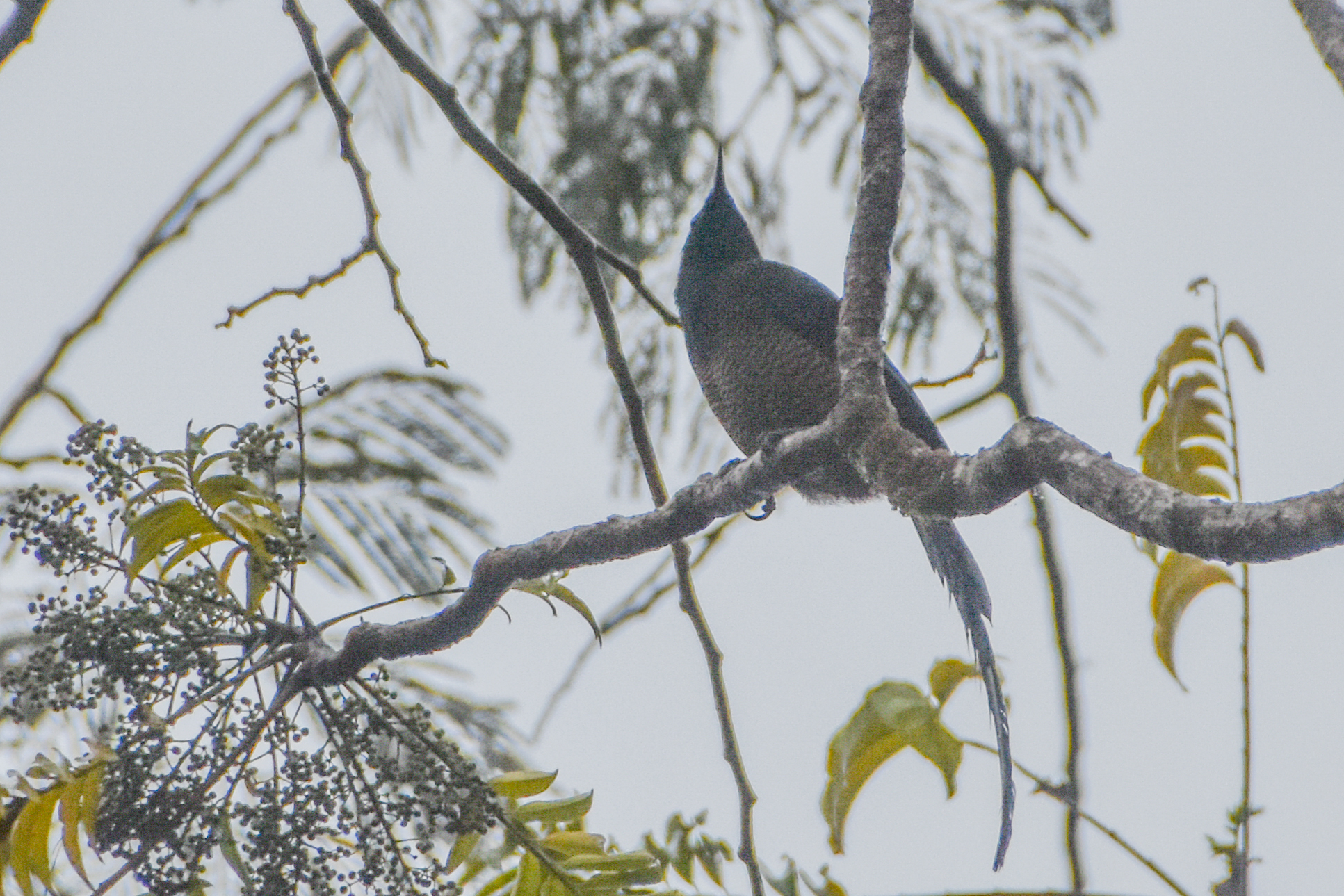 Princess Stephanie's Astrapia (Astrapia stephaniae), photo 7