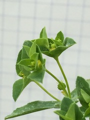 Euphorbia spathulata