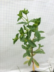 Euphorbia spathulata