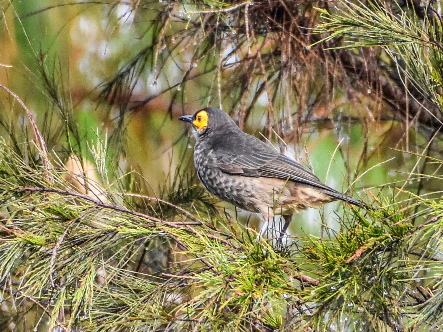 Common Smoky Honeyeater (Melipotes fumigatus), photo 8