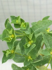 Euphorbia spathulata