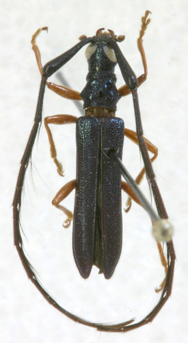 Abauba iani