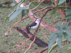 Fluvicola albiventer