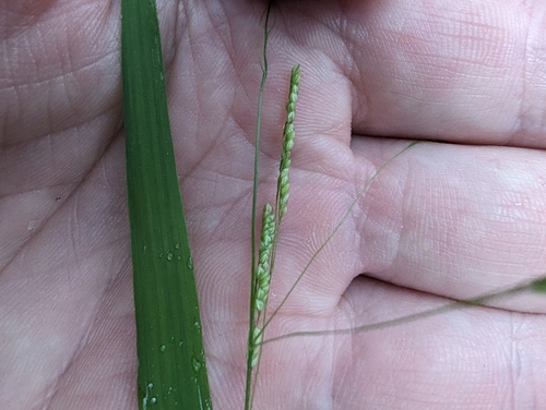Bunch cutgrass (Leersia monandra)