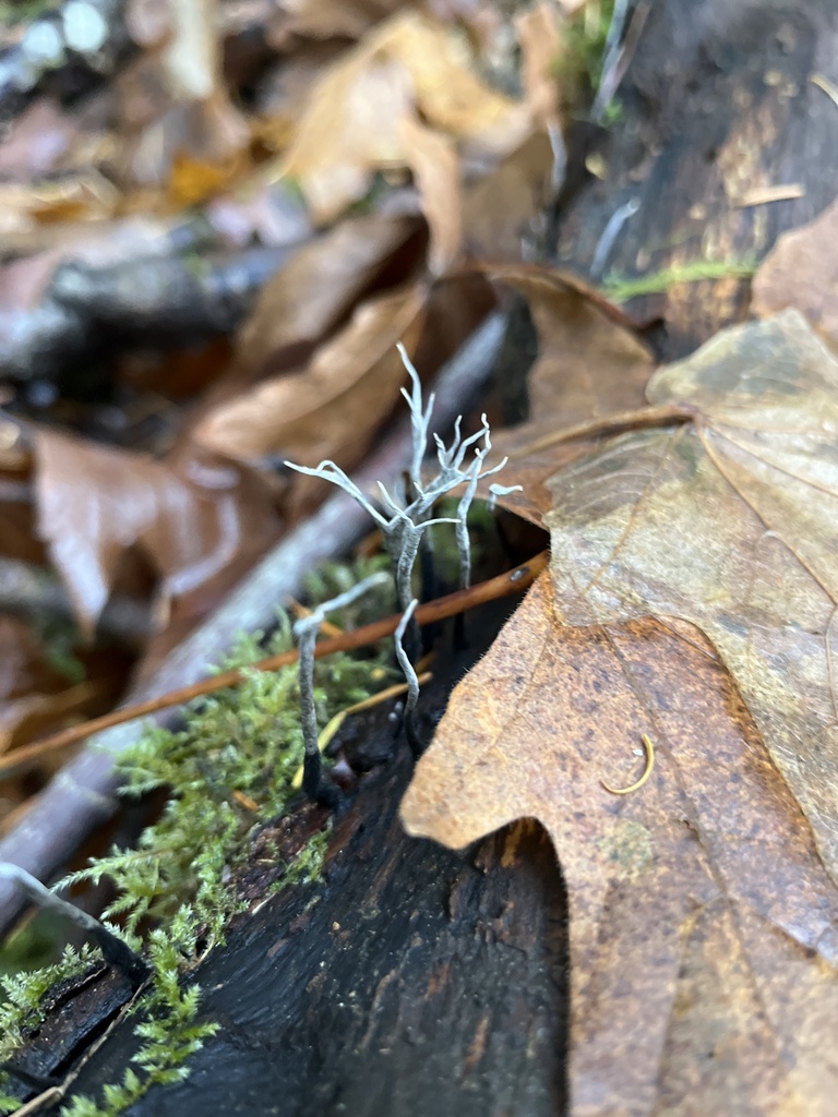 Candlesnuff Fungus from Point Defiance Park, WA, US on November