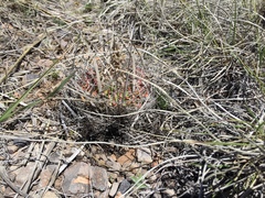 Echinofossulocactus lloydii