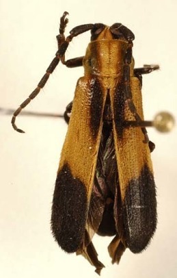 Acapiata dilatata