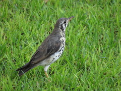 Turdus litsitsirupa