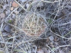 Echinofossulocactus lloydii