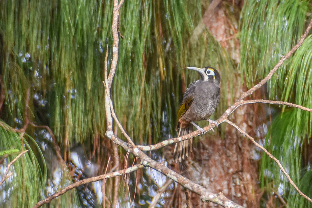 Belford's × Yellow-browed Melidectes