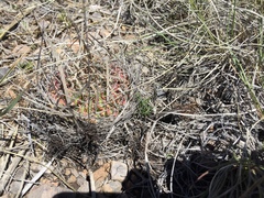 Echinofossulocactus lloydii