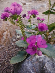 Phacelia calthifolia
