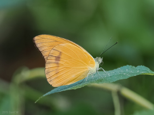 Orange Albatross