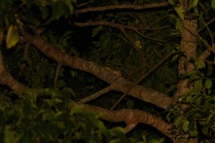Mniarogekko chahoua