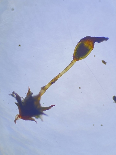 Microbryum davallianum, 2023-11-19