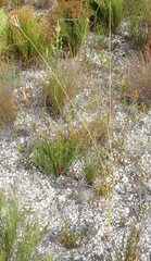 Bobartia longicyma longicyma