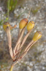 Bobartia longicyma longicyma