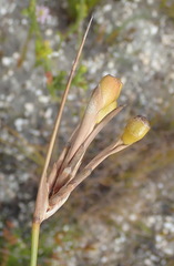 Bobartia longicyma longicyma
