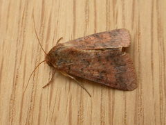 Australothis rubrescens