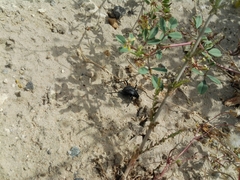 Adesmia